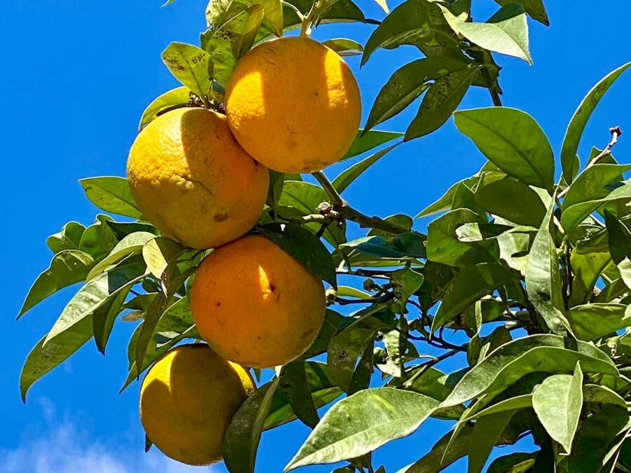 Saftige Orangen - Sizilien im Winter
