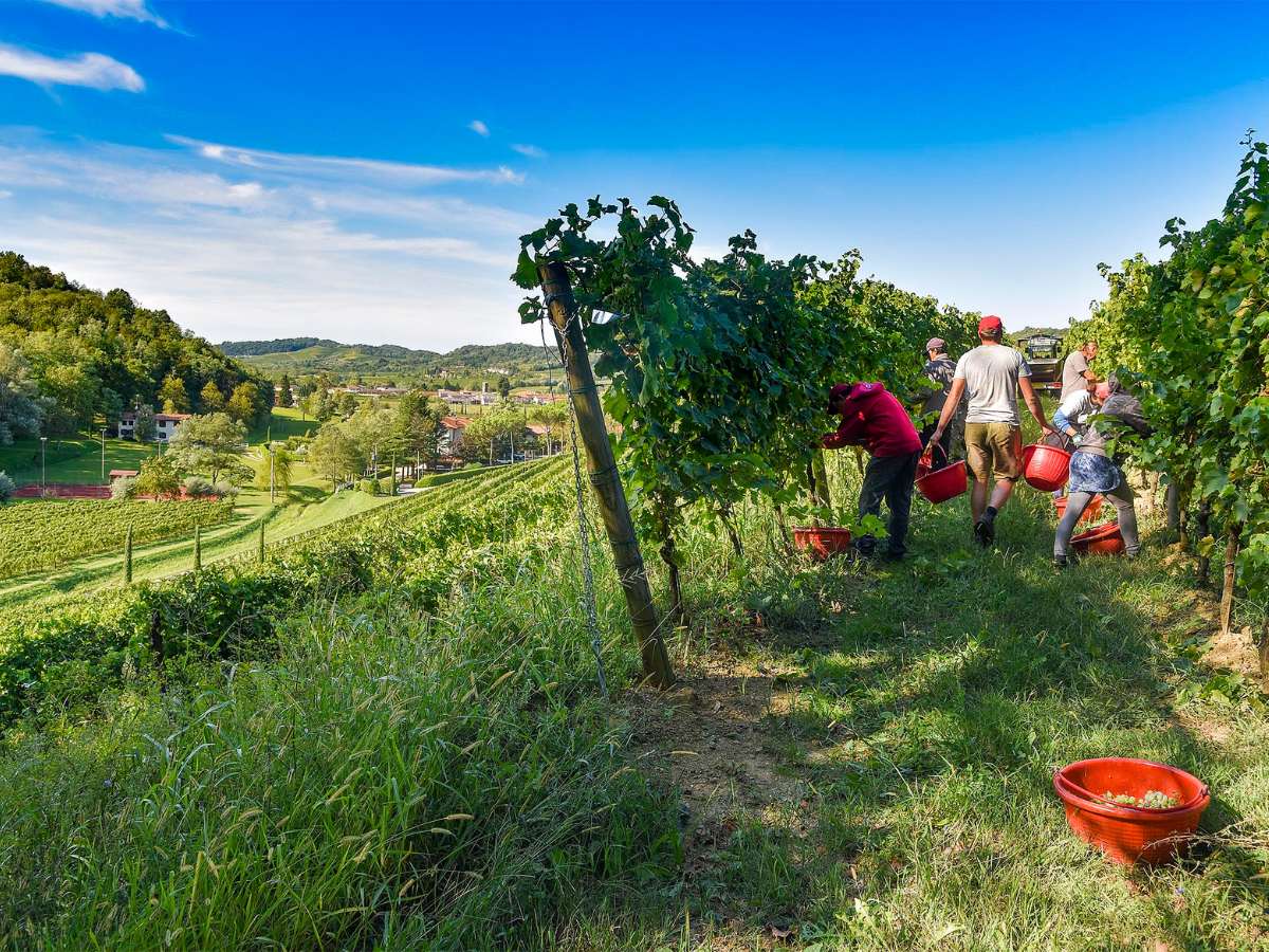 Weinberge im Friaul
