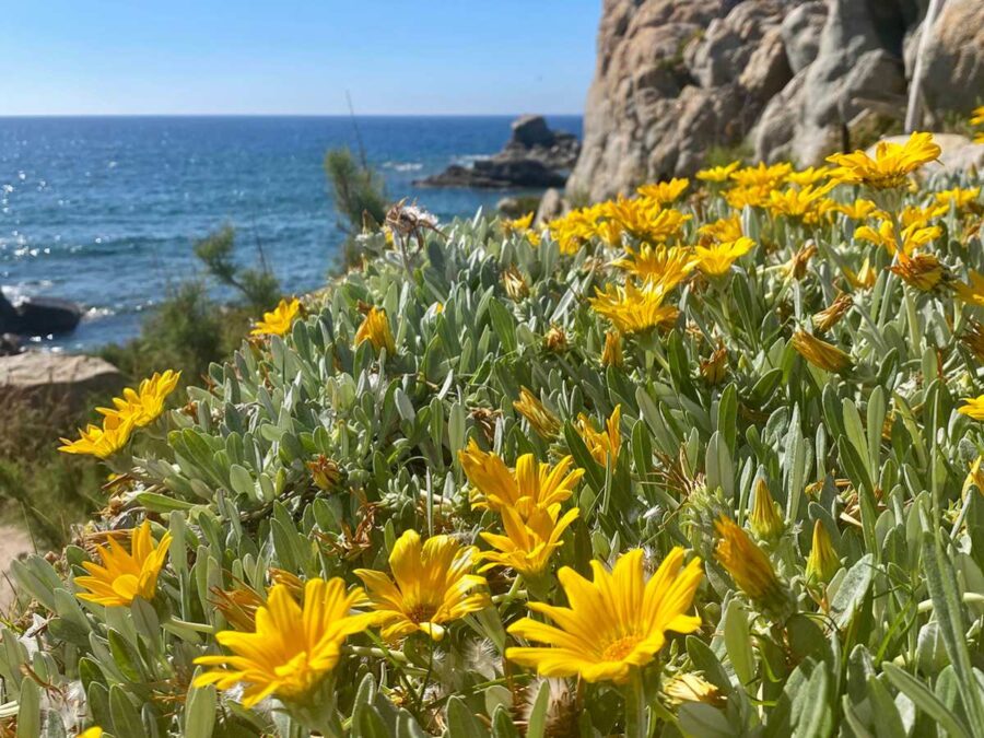 Blumen der Gallura