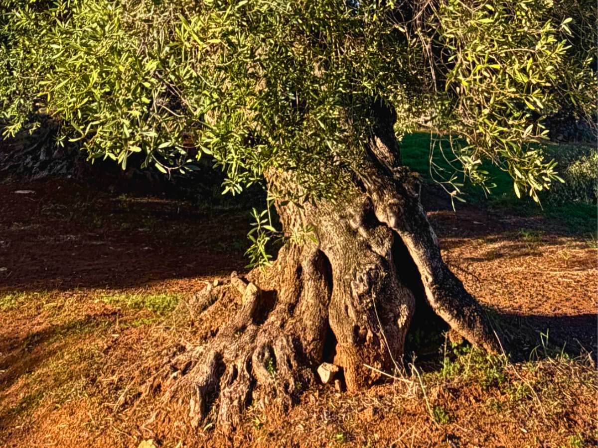 Uralter Olivenbaum im Valle d'Istria