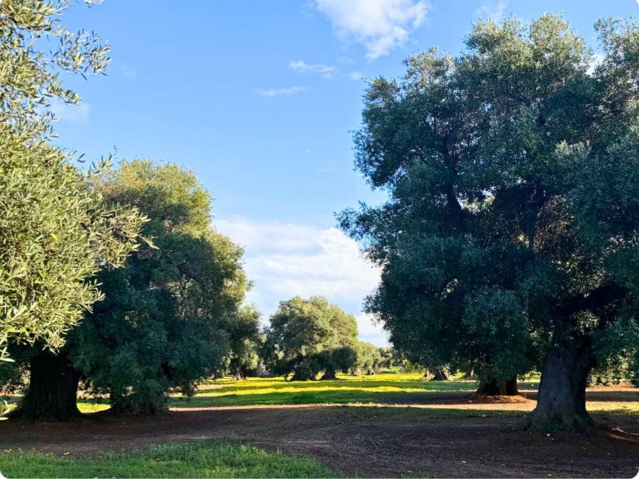 Olivenbaum