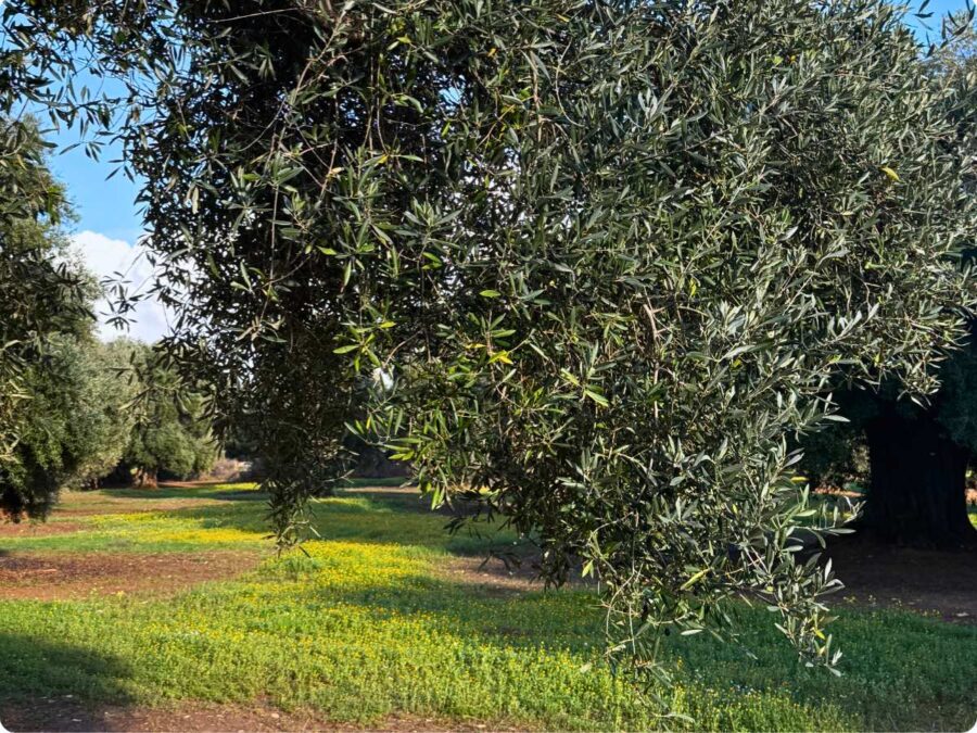 Zweig eines alten Olivenbaums