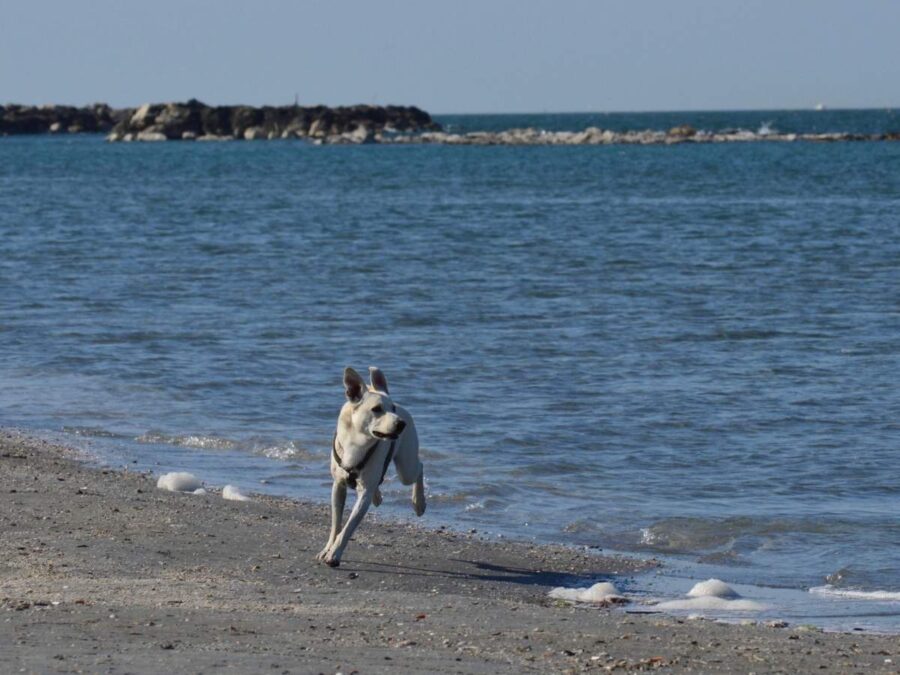 Hund am Strand in Italien