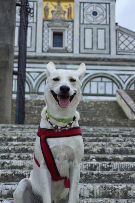 Mit Hund in Italien unterwegs