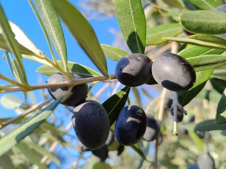 Olivenernte in der Toskana: anstrengend und entspannend zugleich